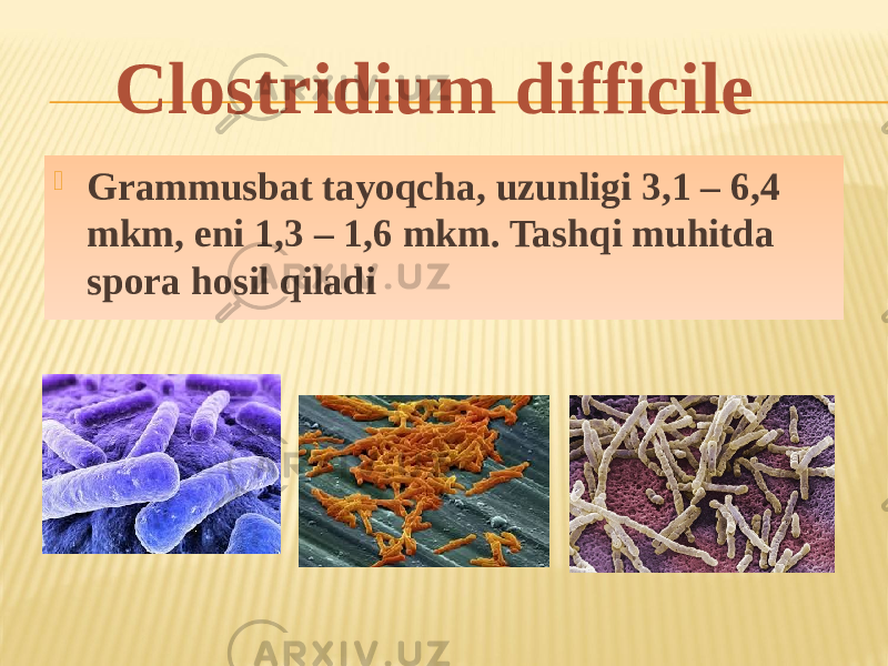  Grammusbat tayoqcha, uzunligi 3,1 – 6,4 mkm, eni 1,3 – 1,6 mkm. Tashqi muhitda spora hosil qiladi Clostridium difficile 