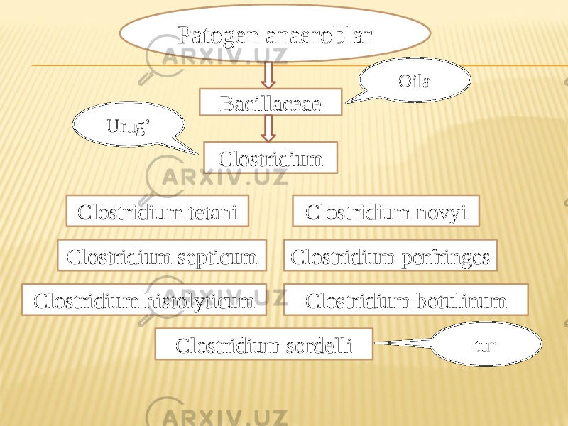 Patogen anaeroblar Bacillaceae Oila ClostridiumUrug’ Clostridium tetani Clostridium novyi Clostridium perfringes Clostridium histolyticum Clostridium septicum Clostridium sordelli Clostridium botulinum tur 