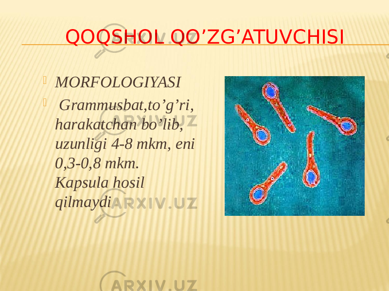 QOQSHOL QO’ZG’ATUVCHISI  MORFOLOGIYASI  Grammusbat,toʼgʼri, harakatchan boʼlib, uzunligi 4-8 mkm, eni 0,3-0,8 mkm. Kapsula hosil qilmaydi 