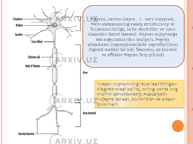 1-rasm neyronning ideallashtirilgan diagrammasi bo&#39;lib, uning uchta eng muhim strukturaviy xususiyati: hujayra tanasi, dendritlar va akson terminali.Neyron, nevron (neyro... ) - nerv hujayrasi, Nerv sistemasining asosiy strukturaviy va funksional birligi, kalta dendritlar va uzun aksondan iborat (sxema). Hayvon xujayrasiga xos organizmlardan tashqari, Neyron sitoplazma (neyroplazma)sida neyrofibrillalar (tigroid modda) bo ladi. Sezuvchi, qo shuvchi ʻ ʻ va effektor Neyron farq qilinadi. 16 22 1B 24 25 