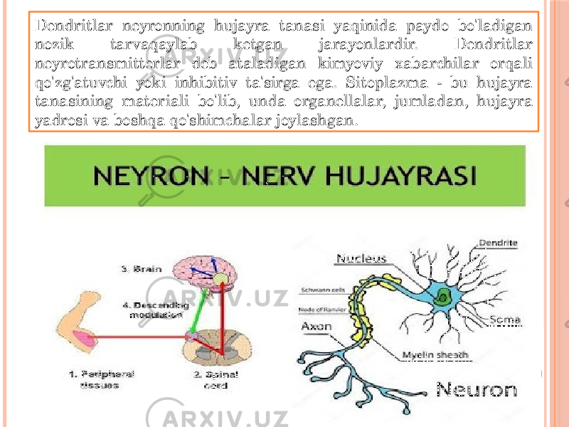 Dendritlar neyronning hujayra tanasi yaqinida paydo bo&#39;ladigan nozik tarvaqaylab ketgan jarayonlardir. Dendritlar neyrotransmitterlar deb ataladigan kimyoviy xabarchilar orqali qo&#39;zg&#39;atuvchi yoki inhibitiv ta&#39;sirga ega. Sitoplazma - bu hujayra tanasining materiali bo&#39;lib, unda organellalar, jumladan, hujayra yadrosi va boshqa qo&#39;shimchalar joylashgan. 