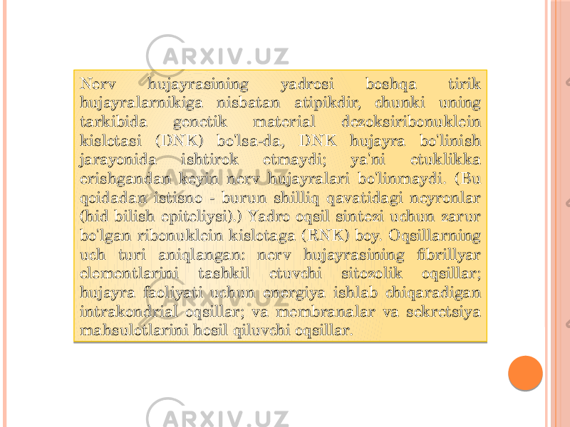 Nerv hujayrasining yadrosi boshqa tirik hujayralarnikiga nisbatan atipikdir, chunki uning tarkibida genetik material dezoksiribonuklein kislotasi (DNK) bo&#39;lsa-da, DNK hujayra bo&#39;linish jarayonida ishtirok etmaydi; ya&#39;ni etuklikka erishgandan keyin nerv hujayralari bo&#39;linmaydi. (Bu qoidadan istisno - burun shilliq qavatidagi neyronlar (hid bilish epiteliysi).) Yadro oqsil sintezi uchun zarur bo&#39;lgan ribonuklein kislotaga (RNK) boy. Oqsillarning uch turi aniqlangan: nerv hujayrasining fibrillyar elementlarini tashkil etuvchi sitozolik oqsillar; hujayra faoliyati uchun energiya ishlab chiqaradigan intrakondrial oqsillar; va membranalar va sekretsiya mahsulotlarini hosil qiluvchi oqsillar. 01 0E 1411 17 10 02 1F 0A 1A 0F 02 0E 1306 15 