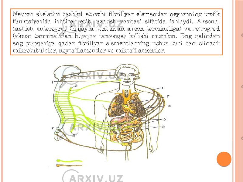 Neyron skeletini tashkil etuvchi fibrillyar elementlar neyronning trofik funktsiyasida ishtirok etib, uzatish vositasi sifatida ishlaydi. Aksonal tashish anterograd (hujayra tanasidan akson terminaliga) va retrograd (akson terminalidan hujayra tanasiga) bo&#39;lishi mumkin. Eng qalindan eng yupqasiga qadar fibrillyar elementlarning uchta turi tan olinadi: mikrotubulalar, neyrofilamentlar va mikrofilamentlar. 