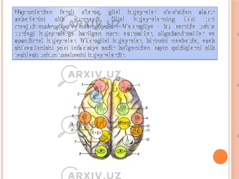 Neyronlardan farqli o&#39;laroq, glial hujayralar o&#39;z-o&#39;zidan elektr xabarlarini olib yurmaydi. Glial hujayralarning ikki turi mavjud:  makrogliya  va  mikrogliyalar . Makrogliya - bu kamida uchta turdagi hujayralarga berilgan nom: astrositlar, oligodendrositlar va ependimal hujayralar. Mikroglial hujayralar, birinchi navbatda, asab shikastlanishi yoki infektsiya sodir bo&#39;lganidan keyin qoldiqlarni olib tashlash uchun tozalovchi hujayralardir. 01 1D 15 0102 31 010803 0B08 140F04 0220 12 14 