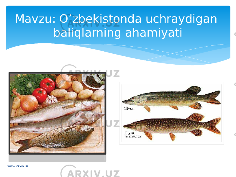 Mavzu: O’zbekistonda uchraydigan baliqlarning ahamiyati www.arxiv.uz 