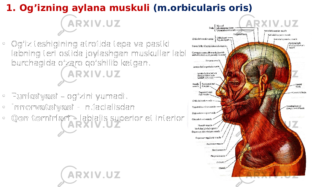 1. Og’izning aylana muskuli (m.orbicularis oris) • Og’iz teshigining atrofida tepa va pastki labning teri ostida joylashgan muskullar lablar burchagida o’zaro qo’shilib ketgan. • Funksiyasi – og’zini yumadi. • Innervatsiyasi - n.facialisdan • Qon tomirlari – labialis superior et interior 