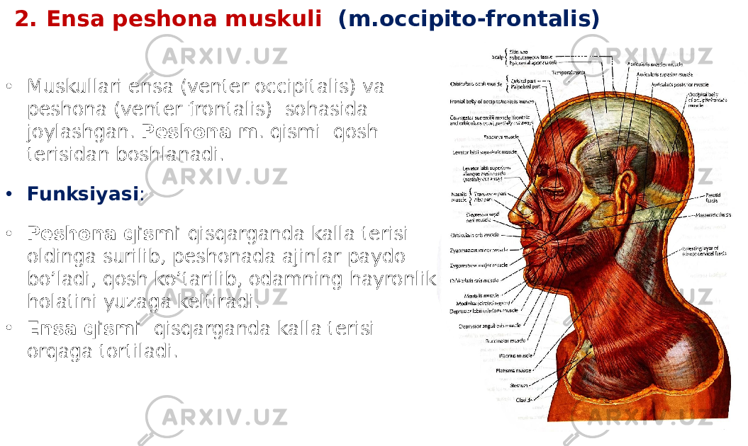 2. Ensa peshona muskuli (m.occipito-frontalis) • Muskullari ensa (venter occipitalis) va peshona (venter frontalis) sohasida joylashgan. Peshona m . qismi qosh terisidan boshlanadi. • Funksiyasi : • Peshona qismi qisqarganda kalla terisi oldinga surilib, peshonada ajinlar paydo bo’ladi, qosh ko’tarilib, odamning hayronlik holatini yuzaga keltiradi. • Ensa qismi qisqarganda kalla terisi orqaga tortiladi. 