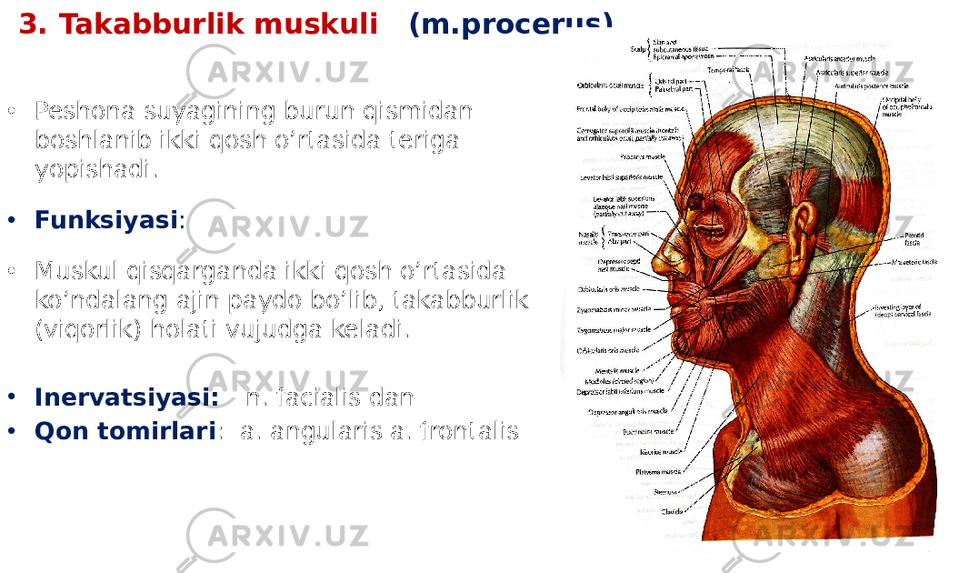 3. Takabburlik muskuli (m.procerus) • Peshona suyagining burun qismidan boshlanib ikki qosh o’rtasida teriga yopishadi. • Funksiyasi : • Muskul qisqarganda ikki qosh o’rtasida ko’ndalang ajin paydo bo’lib, takabburlik (viqorlik) holati vujudga keladi. • Inervatsiyasi: n. facialis dan • Qon tomirlari : a. angularis a. frontalis 