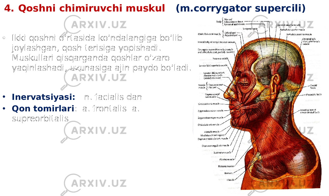 4. Qoshni chimiruvchi muskul (m.corrygator supercili) • Ikki qoshni o’rtasida ko’ndalangiga bo’lib joylashgan, qosh terisiga yopishadi. Muskullari qisqarganda qoshlar o’zaro yaqinlashadi, uzunasiga ajin paydo bo’ladi. • Inervatsiyasi: n. facialis dan • Qon tomirlari : a. frontalis a. supreorbitalis 