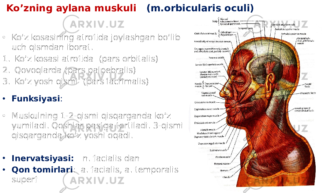 Ko’zning aylana muskuli (m.orbicularis oculi) • Ko’z kosasining atrofida joylashgan bo’lib uch qismdan iborat. 1. Ko’z kosasi atrofida (pars orbitalis) 2. Qovoqlarda (pars palpebralis) 3. Ko’z yosh qismi (pars lacrimalis) • Funksiyasi : • Muskulning 1-2-qismi qisqarganda ko’z yumiladi. Qoshlar pastga tortiladi. 3-qismi qisqarganda ko’z yoshi oqadi. • Inervatsiyasi: n. facialis dan • Qon tomirlari : a. facialis, a. temporalis superf 