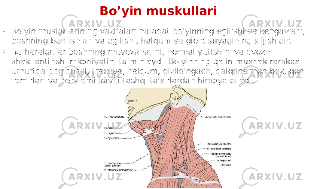 Bo’yin muskullari • Bo&#39;yin muskullarining vazifalari nafaqat bo&#39;yinning egilishi va kengayishi, boshning burilishlari va egilishi, halqum va gioid suyagining siljishidir. • Bu harakatlar boshning muvozanatini, normal yutishini va ovozni shakllantirish imkoniyatini ta&#39;minlaydi. Bo&#39;yinning qalin mushak ramkasi umurtqa pog&#39;onasi, traxeya, halqum, qizilo&#39;ngach, qalqonsimon bez, qon tomirlari va nervlarni xavfli tashqi ta&#39;sirlardan himoya qiladi. 