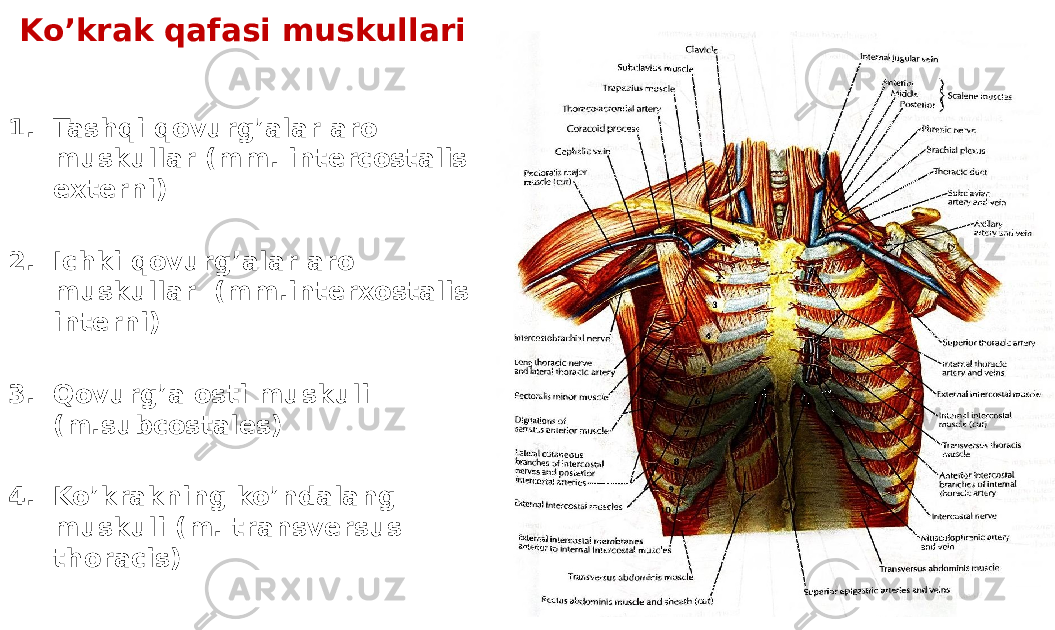 Ko’krak qafasi muskullari 1. Tashqi qovurg’alar aro muskullar (mm. intercostalis externi) 2. Ichki qovurg’alar aro muskullar (mm.interxostalis interni) 3. Qovurg’a osti muskuli (m.subcostales) 4. Ko’krakning ko’ndalang muskuli (m. transversus thoracis) 