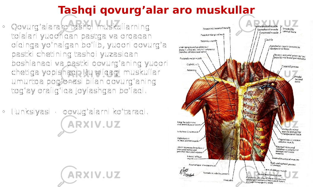 Tashqi qovurg’alar aro muskullar • Qovurgʼalararo tashqi muskullarning tolalari yuqoridan pastga va orqadan oldinga yoʼnalgan bo‘lib, yuqori qovurgʼa pastki chetining tashqi yuzasidan boshlanadi va pastki qovurgʼaning yuqori chetiga yopishadi. Bu xildagi muskullar umurtqa pogʼonasi bilan qovurg‘aning tog‘ay oralig‘ida joylashgan boʼladi. • Funksiyasi - qovug’alarni ko’taradi. 