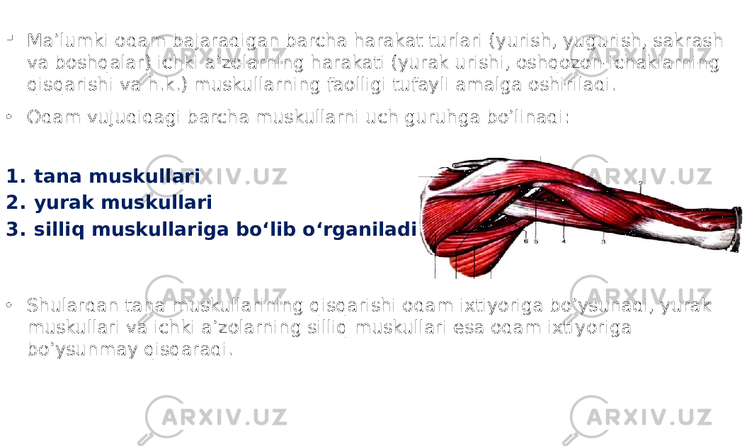  Ma’lumki odam bajaradigan barcha harakat turlari (yurish, yugurish, sakrash va boshqalar) ichki a’zolarning harakati (yurak urishi, oshqozon-ichaklarning qisqarishi va h.k.) muskullarning faolligi tufayli amalga oshiriladi. • Odam vujudidagi barcha muskullarni uch guruhga bo’linadi: 1. tana muskullari 2. yurak muskullari 3. silliq muskullariga bo‘lib o‘rganiladi. • Shulardan tana muskullarining qisqarishi odam ixtiyoriga bo’ysunadi, yurak muskullari va ichki a’zolarning silliq muskullari esa odam ixtiyoriga bo’ysunmay qisqaradi. 