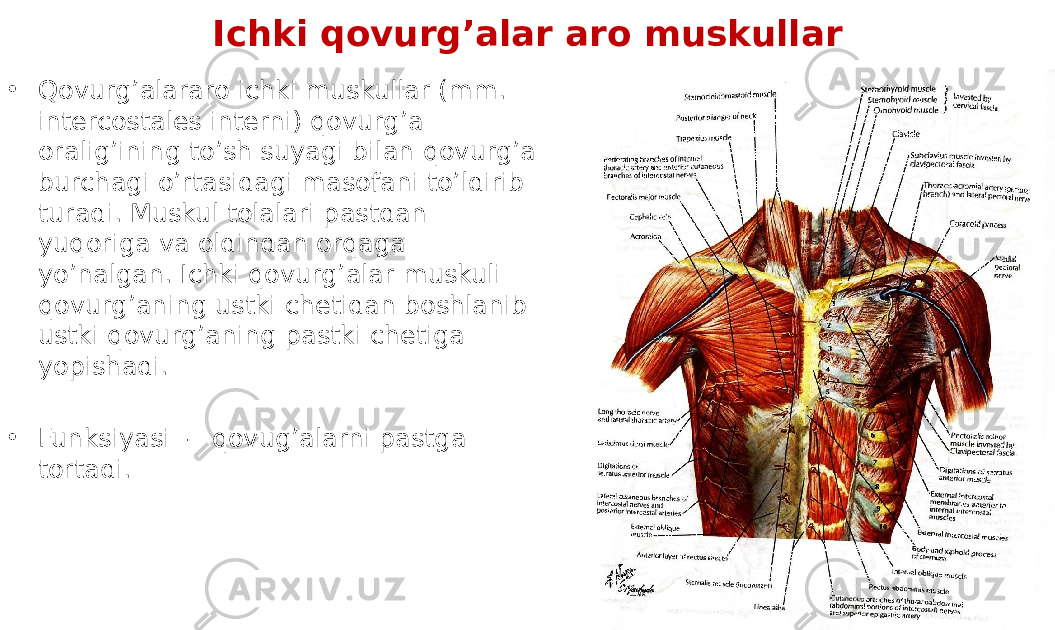 Ichki qovurg’alar aro muskullar • Qovurgʼalararo ichki muskullar (mm. intercostales interni) qovurgʼa oralig’ining toʼsh suyagi bilan qovurgʼa burchagi oʼrtasidagi masofani toʼldirib turadi. Muskul tolalari pastdan yuqoriga va oldindan orqaga yoʼnalgan. Ichki qovurgʼalar muskuli qovurgʼaning ustki chetidan boshlanib ustki qovurgʼaning pastki chetiga yopishadi. • Funksiyasi - qovug’alarni pastga tortadi. 