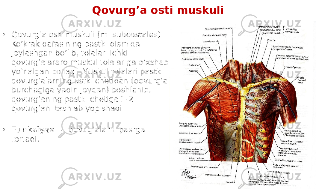 Qovurg’a osti muskuli • Qovurgʼa osti muskuli (m. subcostales) Koʼkrak qafasining pastki qismida joylashgan boʼlib, tolalari ichki qovurgʼalararo muskul tolalariga oʼxshab yoʼnalgan boʼladi. Muskul tolalari pastki qovurgʼalarning ustki chetidan (qovurgʼa burchagiga yaqin joydan) boshlanib, qovurgʼaning pastki chetiga 1-2 qovurgʼani tashlab yopishadi. • Funksiyas i - qovug’alarni pastga tortadi. 