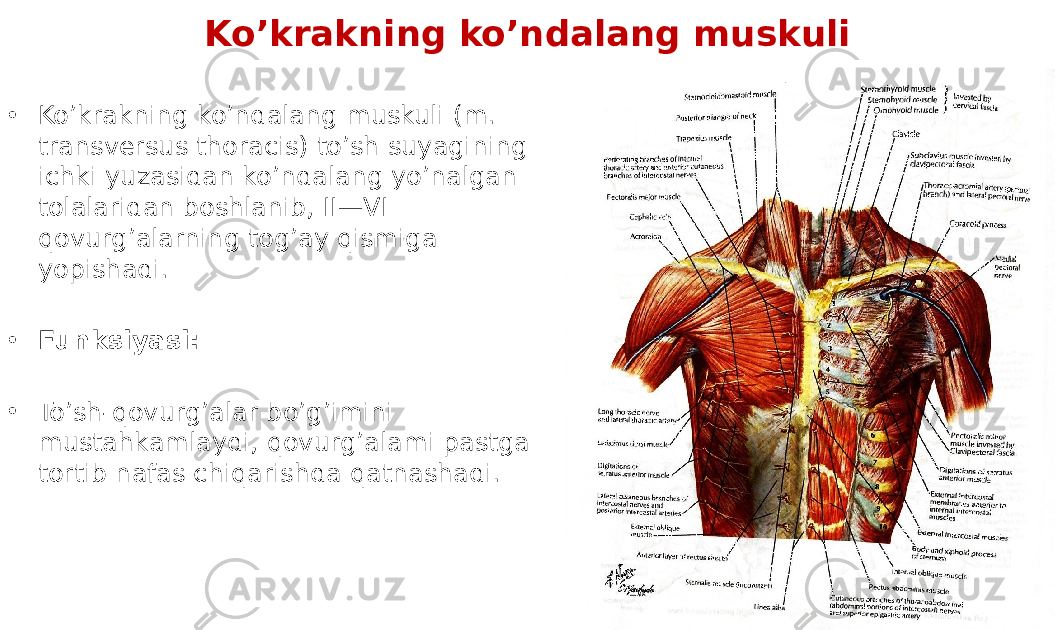 Ko’krakning ko’ndalang muskuli • Koʼkrakning koʼndalang muskuli (m. transversus thoracis) toʼsh suyagining ichki yuzasidan koʼndalang yoʼnalgan tolalaridan boshlanib, II—VI qovurgʼalarning togʼay qismiga yopishadi. • Funksiyasi: • Toʼsh-qovurgʼalar boʼgʼimini mustahkamlaydi, qovurgʼalami pastga tortib nafas chiqarishda qatnashadi. 