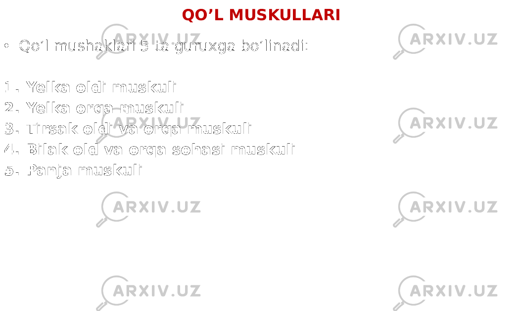 QO’L MUSKULLARI • Qo’l mushaklari 5 ta guruxga bo’linadi: 1. Yelka oldi muskuli 2. Yelka orqa muskuli 3. Tirsak oldi va orqa muskuli 4. Bilak old va orqa sohasi muskuli 5. Panja muskuli 