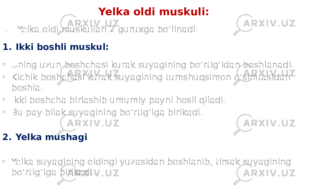 Yelka oldi muskuli: I. Yelka oldi muskullari 2 guruxga bo’linadi: 1. Ikki boshli muskul: • Uning uzun boshchasi kurak suyagining bo’rtig’idan boshlanadi. • Kichik boshchasi kurak suyagining tumshuqsimon o’simtasidan boshla. • Ikki boshcha birlashib umumiy payni hosil qiladi. • Bu pay bilak suyagining bo’rtig’iga birikadi. 2. Yelka mushagi • Yelka suyagining oldingi yuzasidan boshlanib, tirsak suyagining bo’rtig’iga birikadi. 