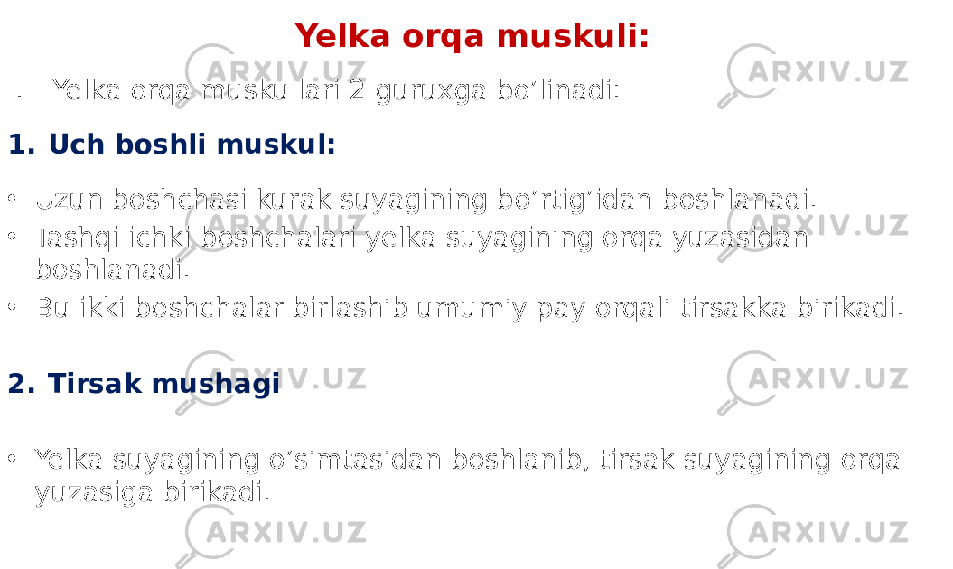 Yelka orqa muskuli: I. Yelka orqa muskullari 2 guruxga bo’linadi: 1. Uch boshli muskul: • Uzun boshchasi kurak suyagining bo’rtig’idan boshlanadi. • Tashqi ichki boshchalari yelka suyagining orqa yuzasidan boshlanadi. • Bu ikki boshchalar birlashib umumiy pay orqali tirsakka birikadi. 2. Tirsak mushagi • Yelka suyagining o’simtasidan boshlanib, tirsak suyagining orqa yuzasiga birikadi. 