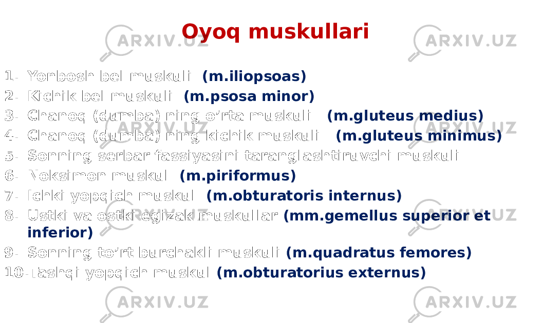 Oyoq muskullari 1. Yonbosh bel muskuli (m.iliopsoas) 2. Kichik bel muskuli (m.psosa minor) 3. Chanoq (dumba) ning o’rta muskuli (m.gluteus medius) 4. Chanoq (dumba) ning kichik muskuli (m.gluteus minimus) 5. Sonning serbar fassiyasini taranglashtiruvchi muskuli 6. Noksimon muskul (m.piriformus) 7. Ichki yopqich muskul (m.obturatoris internus) 8. Ustki va ostki egizak muskullar (mm.gemellus superior et inferior) 9. Sonning to’rt burchakli muskuli (m.quadratus femores) 10. Tashqi yopqich muskul (m.obturatorius externus) 