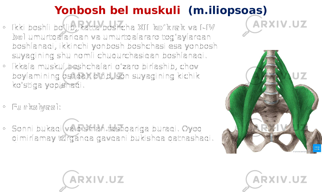 Yonbosh bel muskuli (m.iliopsoas) • Ikki boshli bo‘lib, katta boshcha XII ko‘krak va I-IV bel umurtqalaridan va umurtqalararo tog‘aylardan boshlanadi, ikkinchi yonbosh boshchasi esa yonbosh suyagining shu nomli chuqurchasidan boshlanadi. • lkkala muskul boshchalari o‘zaro birlashib, chov boylamining ostidan o‘tib, son suyagining kichik koʼstiga yopishadi. • Funksiyasi : • Sonni bukadi va qisman tashqariga buradi. Oyoq qimirlamay turganda gavdani bukishda qatnashadi. 