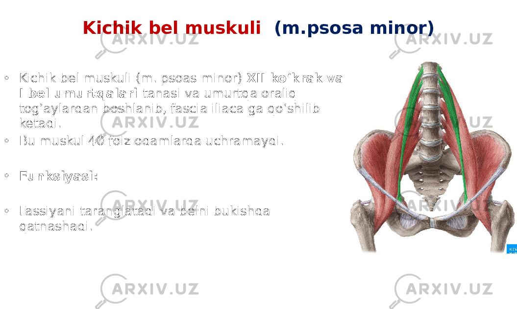 Kichik bel muskuli (m.psosa minor) • Kichik bel muskuli (m. psoas minor) XII ko‘krak va I bel umurtqalari tanasi va umurtqa oraliq togʼaylardan boshlanib, fascia iliaca ga qo‘shilib ketadi. • Bu muskul 40 foiz odamlarda uchramaydi. • Funksiyasi: • Fassiyani taranglatadi va belni bukishda qatnashadi. 