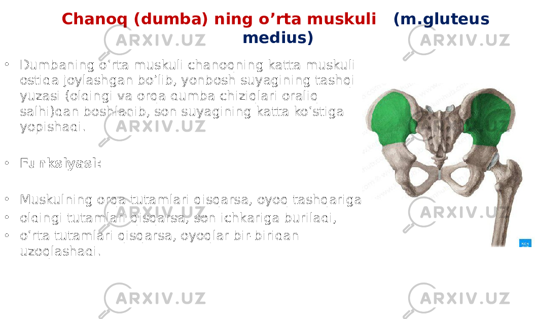 Chanoq (dumba) ning o’rta muskuli (m.gluteus medius) • Dumbaning o‘rta muskuli chanoqning katta muskuli ostida joylashgan boʼlib, yonbosh suyagining tashqi yuzasi (oldingi va orqa dumba chiziqlari oraliq salhi)dan boshlanib, son suyagining katta ko‘stiga yopishadi. • Funksiyasi: • Muskulning orqa tutamlari qisqarsa, oyoq tashqariga, • oldingi tutamlari qisqarsa, son ichkariga buriladi, • o‘rta tutamlari qisqarsa, oyoqlar bir-biridan uzoqlashadi. 