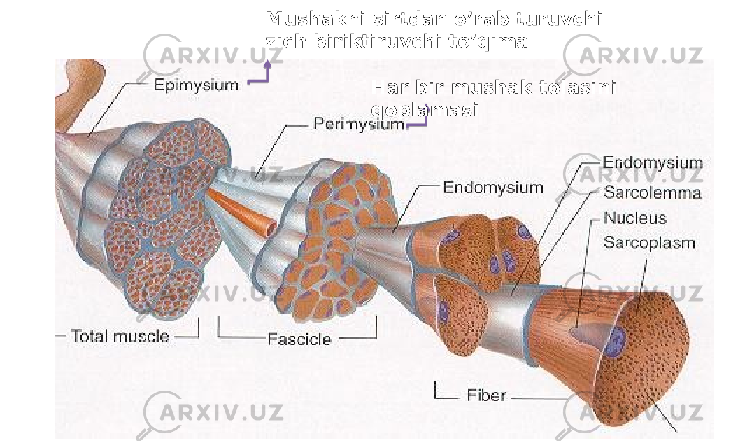 Mushakni sirtdan o’rab turuvchi zich biriktiruvchi to’qima. Har bir mushak tolasini qoplamasi 