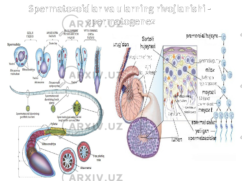 Spermatozoidlar va ularning rivojlanishi - spermatogenez 