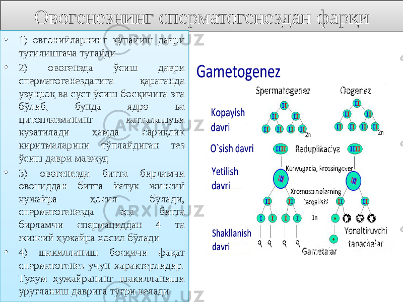 Овогенезнинг сперматогенездан фарқи • 1) овгонийларнинг кўпайиш даври туғилишгача тугайди • 2) овогензда ўсиш даври сперматогенездагига қараганда узунроқ ва суст ўсиш босқичига эга бўлиб, бунда ядро ва цитоплазманинг катталашуви кузатилади ҳамда сариқлик киритмаларини тўплайдиган тез ўсиш даври мавжуд • 3) овогенезда битта бирламчи овоциддан битта йетук жинсий ҳужайра ҳосил бўлади, сперматогенезда эса битта бирламчи спермациддан 4 та жинсий ҳужайра ҳосил бўлади • 4) шакилланиш босқичи фақат сперматогенез учун характерлидир. Тухум ҳужайранинг шакилланиши уруғланиш даврига тўғри келади03 01 011F0B 05 01 201F0B 140C 1709 1E 2B0A05 28 28 30140A190B11 01 261F0B 0610 1617 140C 1E 18 01 291F0B 140C 4E 170F 