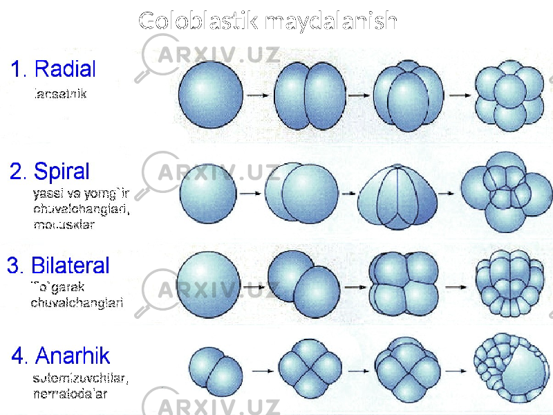 Goloblastik maydalanish 