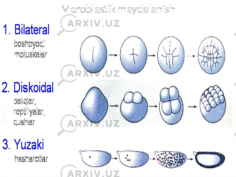 Meroblastik maydalanish 