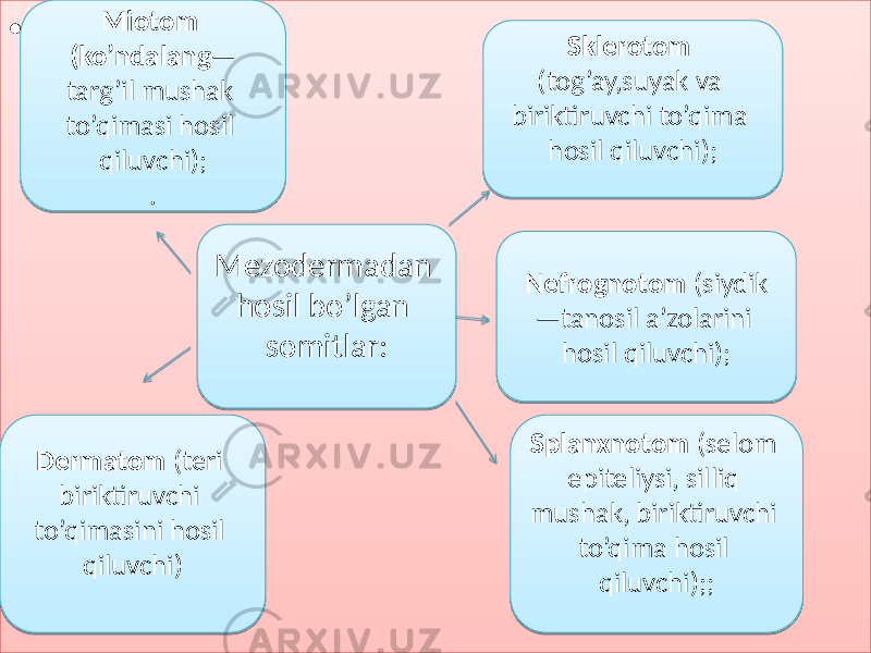 • , Mezodermadan hosil bo’lgan somitlar:Miotom (ko’ndalang — targ’il mushak to’qimasi hosil qiluvchi); . Sklerotom (tog’ay,suyak va biriktiruvchi to’qima hosil qiluvchi); Dermatom (teri biriktiruvchi to’qimasini hosil qiluvchi) Splanxnotom (selom epiteliysi, silliq mushak, biriktiruvchi to’qima hosil qiluvchi);; Nefrognotom (siydik —tanosil a’zolarini hosil qiluvchi);01 23 4647 45 3D 1E12 1F 1D 4D 4D 54443A4E53 01 09 02 564D 3B4448 45 22 564D 3B4448 4D 54443A4E53 09 02 47 40 4D 54443A4E53 24 02 1D 4539 