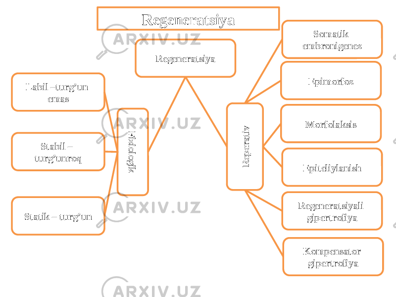 Regeneratsiya Labil –turg’un emas Stabil – turg’unroq Statik – turg’unF iziologik Epiteliylanish Morfolaksis Epimorfoz Somatik embronigenez Kompensator gipertrofiyaRegeneratsiyali gipertrofiya R ep erativRegeneratsiya 