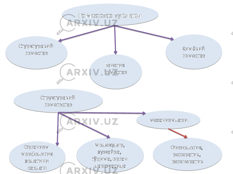 Структуравий гометостаз Организм морфолигик ҳолатини сақлаш Молекуляр, ҳужайра, тўқима, орган даражасида механизмлари Физиологик, реператив, регенеративГомеостаз турлари Генетик гоместаз Кимёвий гоместазСтурктуравий гоместаз42 06 4B 03 4E 4A 51 4E44 05 55 03 57 43 43 01 01 06 59 06 42 06 