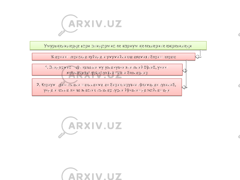 Умуртқалиларда тери эпидермис ва кориум қаватларига ажратилади Уларнинг терисида қуйидаги умумийликка аҳамият бериш керак: 1. Эпидермис – кўп қаватли мугузланувчи эпителий бўлиб, унинг ҳосилалари турли тузилишдаги безлардир 2. Кориум – зич толали шаклланмаган бириктирувчи тўқимадан тузилиб, ундаги коллаген ва эластик толалар турли йўналишда жойлашади81 81 63 10 64 1109 