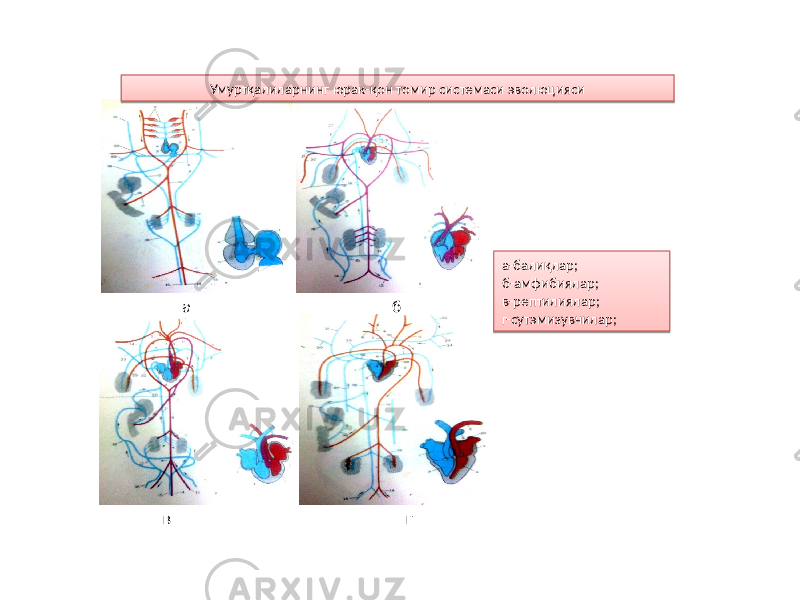 Умуртқалиларнинг юрак-қон томир системаси эволюцияси а-балиқлар; б-амфибиялар; в-рептилиялар; г-сутэмизувчилар; а б в г 81 04 140B 25 03 
