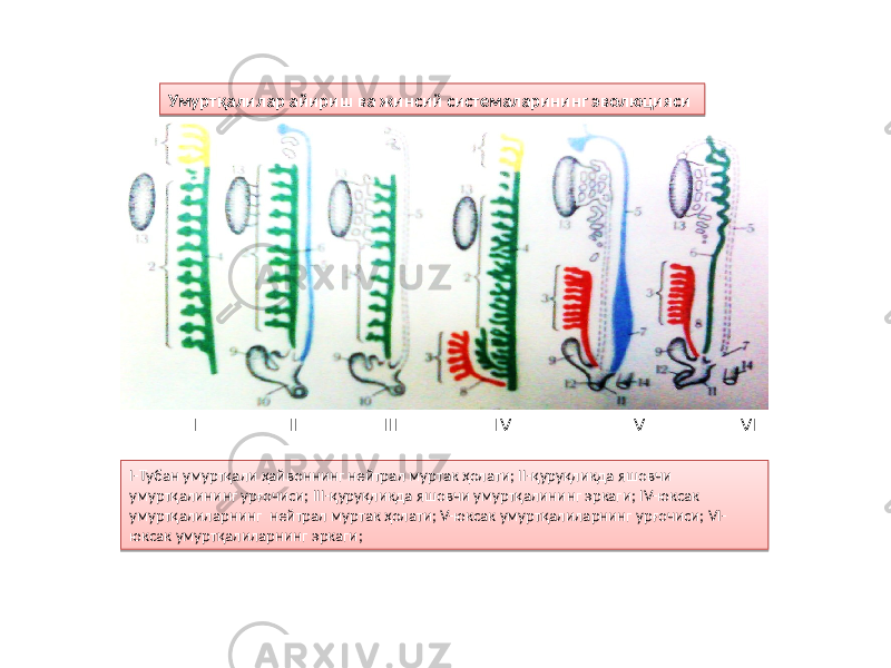 Умуртқалилар айириш ва жинсий системаларининг эволюцияси I-Тубан умуртқали ҳайвоннинг нейтрал муртак ҳолати; II-қуруқликда яшовчи умуртқалининг урғочиси; III-қуруқликда яшовчи умуртқалининг эркаги; IV-юксак умуртқалиларнинг нейтрал муртак ҳолати; V-юксак умуртқалиларнинг урғочиси; VI- юксак умуртқалиларнинг эркаги; I II III IV V VI5B 59 11 11 29 