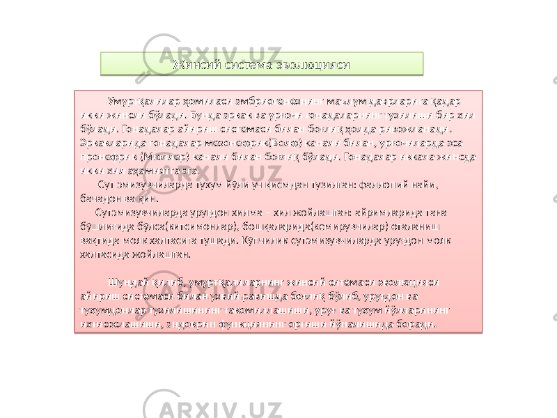 Жинсий система эволюцияси Умуртқалилар ҳомиласи эмбриогенезнинг маълум даврларига қадар икки жинсли бўлади. Бунда эркак ва урғочи гонадаларнинг тузилиши бир хил бўлади. Гонадалар айириш системаси билан боғлиқ ҳолда ривожланади. Эркакларида гонадалар мезонефрик(Волф) канали билан, урғочиларда эса пронефрик (Мюллер) канали билан боғлиқ бўлади. Гонадалар иккала жинсда икки хил аҳамиятга эга. Сут эмизувчиларда тухум йўли уч қисмдан тузилган: фаллопий найи, бачадон ва қин. Сутэмизувчиларда уруғдон хилма – хил жойлашган: айримларида тана бўшлиғида бўлса(китсимонлар), бошқаларида(кемирувчилар) оталаниш вақтида мояк халтасига тушади. Кўпчилик сутэмизувчиларда уруғдон мояк халтасида жойлашган. Шундай қилиб, умуртқалиларнинг жинсий ситемаси эволюцияси айириш системаси билан узвий равишда боғлиқ бўлиб, уруғдон ва тухумдонлар тузилишининг такомиллашиши, уруғ ва тухум йўлларининг ихтисослашиши, эндокрин функциянинг ортиши йўналишида боради.6A4707 5B 47 60 6B 58 47 020202 331107022A 14 020202 3311 14 250421 260413 5F 02 05 47 