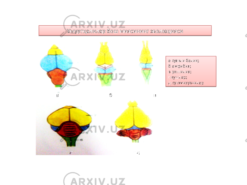 Умуртқалилар бош миясининг эволюцияси а-суякли балиқ; б-амфибия; в-рептилия; г-қушлар; д-сутэмизувчилар а б в г д5B 04 140B 25 03 22 