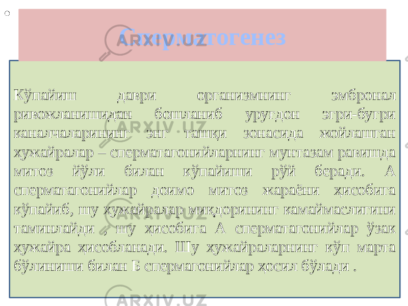 • , Кўпайиш даври организмнинг эмбронал ривожланишидан бошланиб уруғдон эгри-бугри каналчаларининг энг ташқи зонасида жойлашган ҳужайралар – сперматагонийларнинг мунтазам равишда митоз йўли билан кўпайиши рўй беради. А сперматагонийлар доимо митоз жараёни ҳисобига кўпайиб, шу ҳужайралар миқдорининг камаймаслигини таминлайди , шу ҳисобига А сперматагонийлар ўзак ҳужайра ҳисобланади. Шу ҳужайраларнинг кўп марта бўлиниши билан Б спермагонийлар ҳосил бўлади . Сперматогенез 