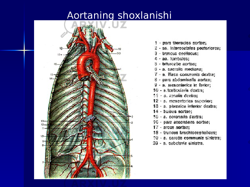 Aortaning shoxlanishi 