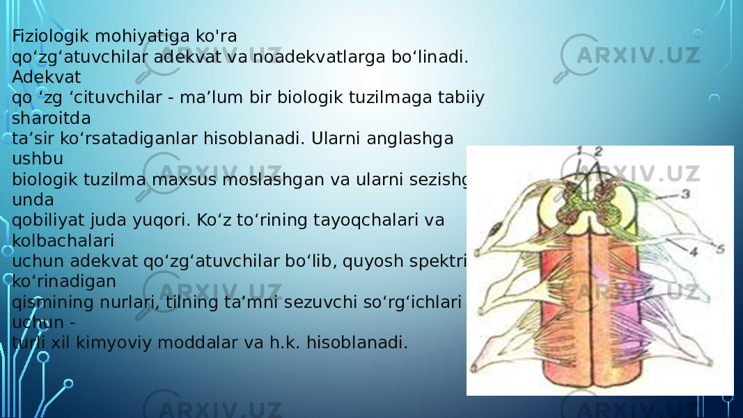 Fiziologik mohiyatiga ko&#39;ra qo‘zg‘atuvchilar adekvat va noadekvatlarga bo‘linadi. Adekvat qo ‘zg ‘cituvchilar - ma’lum bir biologik tuzilmaga tabiiy sharoitda ta’sir ko‘rsatadiganlar hisoblanadi. Ularni anglashga ushbu biologik tuzilma maxsus moslashgan va ularni sezishga unda qobiliyat juda yuqori. Ko‘z to‘rining tayoqchalari va kolbachalari uchun adekvat qo‘zg‘atuvchilar bo‘lib, quyosh spektri ko‘rinadigan qismining nurlari, tilning ta’mni sezuvchi so‘rg‘ichlari uchun - turli xil kimyoviy moddalar va h.k. hisoblanadi. 