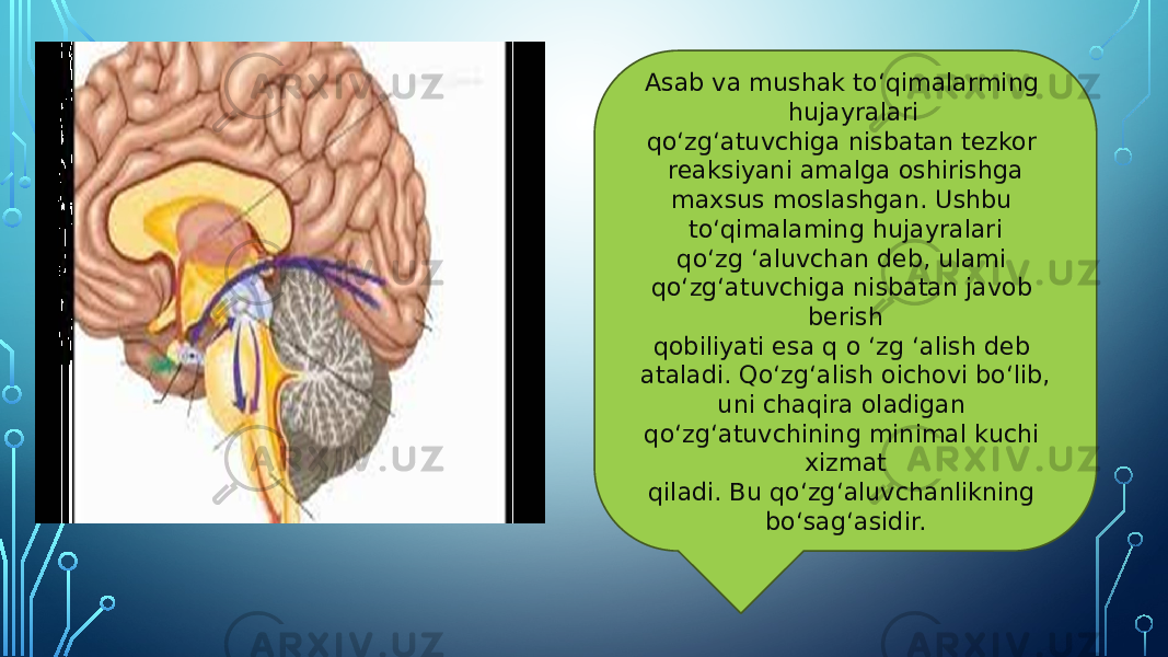  Asab va mushak to‘qimalarming hujayralari qo‘zg‘atuvchiga nisbatan tezkor reaksiyani amalga oshirishga maxsus moslashgan. Ushbu to‘qimalaming hujayralari qo‘zg ‘aluvchan deb, ulami qo‘zg‘atuvchiga nisbatan javob berish qobiliyati esa q o ‘zg ‘alish deb ataladi. Qo‘zg‘alish oichovi bo‘lib, uni chaqira oladigan qo‘zg‘atuvchining minimal kuchi xizmat qiladi. Bu qo‘zg‘aluvchanlikning bo‘sag‘asidir. 