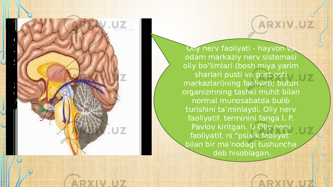 Oliy nerv faoliyati - hayvon va odam markaziy nerv sistemasi oliy boʻlimlari (bosh miya yarim sharlari pusti va pust osti markazlari)ning faoliyati; butun organizmning tashki muhit bilan normal munosabatda bulib turishini taʼminlaydi. Oliy nerv faoliyatif. terminini fanga I. P. Pavlov kiritgan. U Oliy nerv faoliyatif. ni &#34;psixik faoliyat&#34; bilan bir maʼnodagi tushuncha deb hisoblagan. 