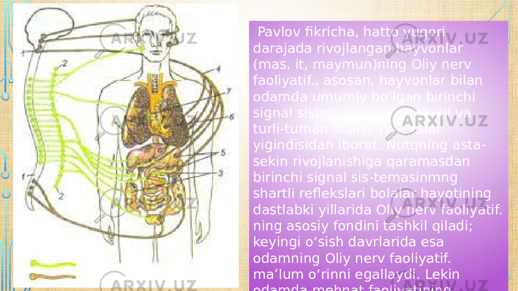  Pavlov fikricha, hatto yuqori darajada rivojlangan hayvonlar (mas, it, maymun)ning Oliy nerv faoliyatif., asosan, hayvonlar bilan odamda umumiy boʻlgan birinchi signal sistemasining xilma-xil va turli-tuman shartli reflekslar yigindisidan iborat. Nutqning asta- sekin rivojlanishiga qaramasdan birinchi signal sis-temasinmng shartli reflekslari bolalar hayotining dastlabki yillarida Oliy nerv faoliyatif. ning asosiy fondini tashkil qiladi; keyingi oʻsish davrlarida esa odamning Oliy nerv faoliyatif. maʼlum oʻrinni egallaydi. Lekin odamda mehnat faoliyatining ijtimoiy shakllari rivojlanishi munosabati bilan ikkinchi signallar paydo boʻldi va rivojlandi. 