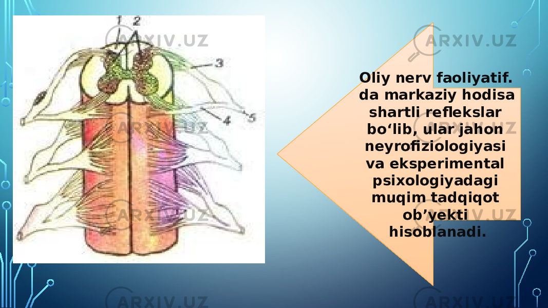 Oliy nerv faoliyatif. da markaziy hodisa shartli reflekslar boʻlib, ular jahon neyrofiziologiyasi va eksperimental psixologiyadagi muqim tadqiqot obʼyekti hisoblanadi. 