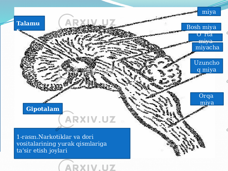 1-rasm.Narkotiklar va dori vositalarining yurak qismlariga ta’sir etish joylari Talamu s Orqa miyaUzuncho q miyamiyacha O`rta miyaBosh miya miya Gipotalam us Bosh miya O’rta miya Miyacha Uzunchoq miya Orqa miya 