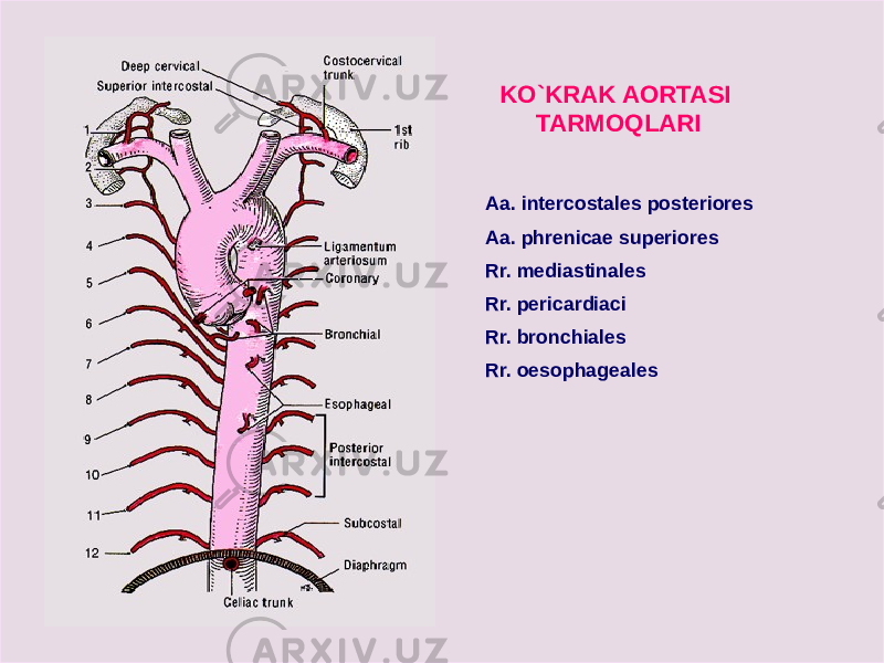 KO`KRAK AORTASI TARMOQLARI Aa. intercostales posteriores Aa. phrenicae superiores Rr. mediastinales Rr. pericardiaci Rr. bronchiales Rr. oesophageales 